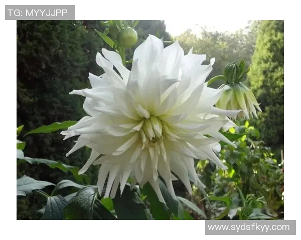 怀念恩师徐长锁杨瀚森铭记教诲愿您一路走好永存心间